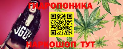 шишки Кохма